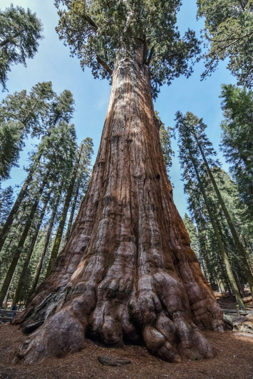 sequoia-e1582628079993